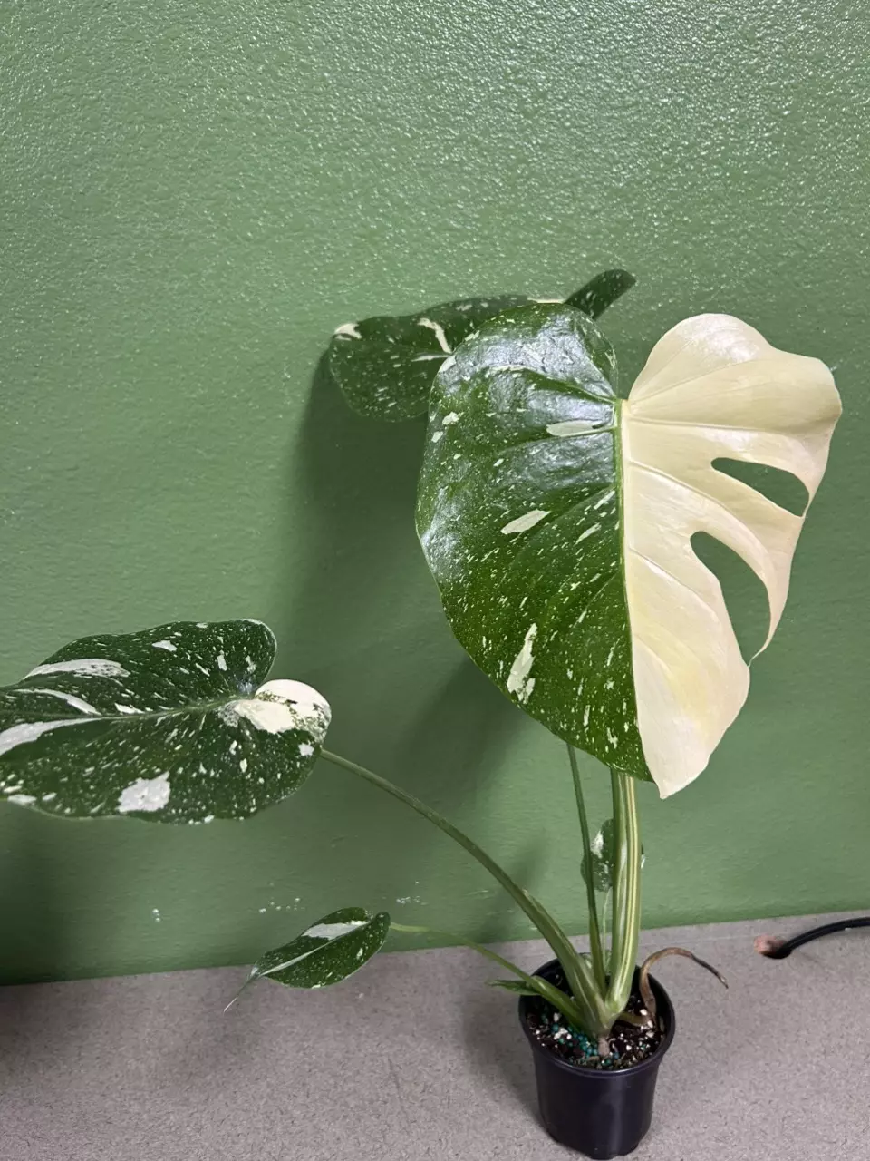 plant/Monstera Thai con-0
