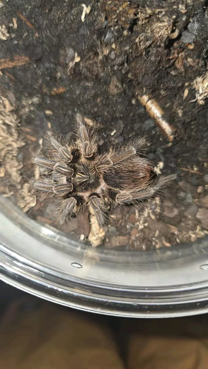 plant/Hispaniolan Giant (Phormictopus cancerides) 3"+-0