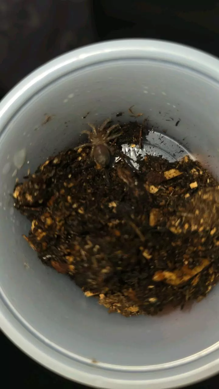 plant/Curly Hair (Tliltocatl albopilosus) 1/2"-0