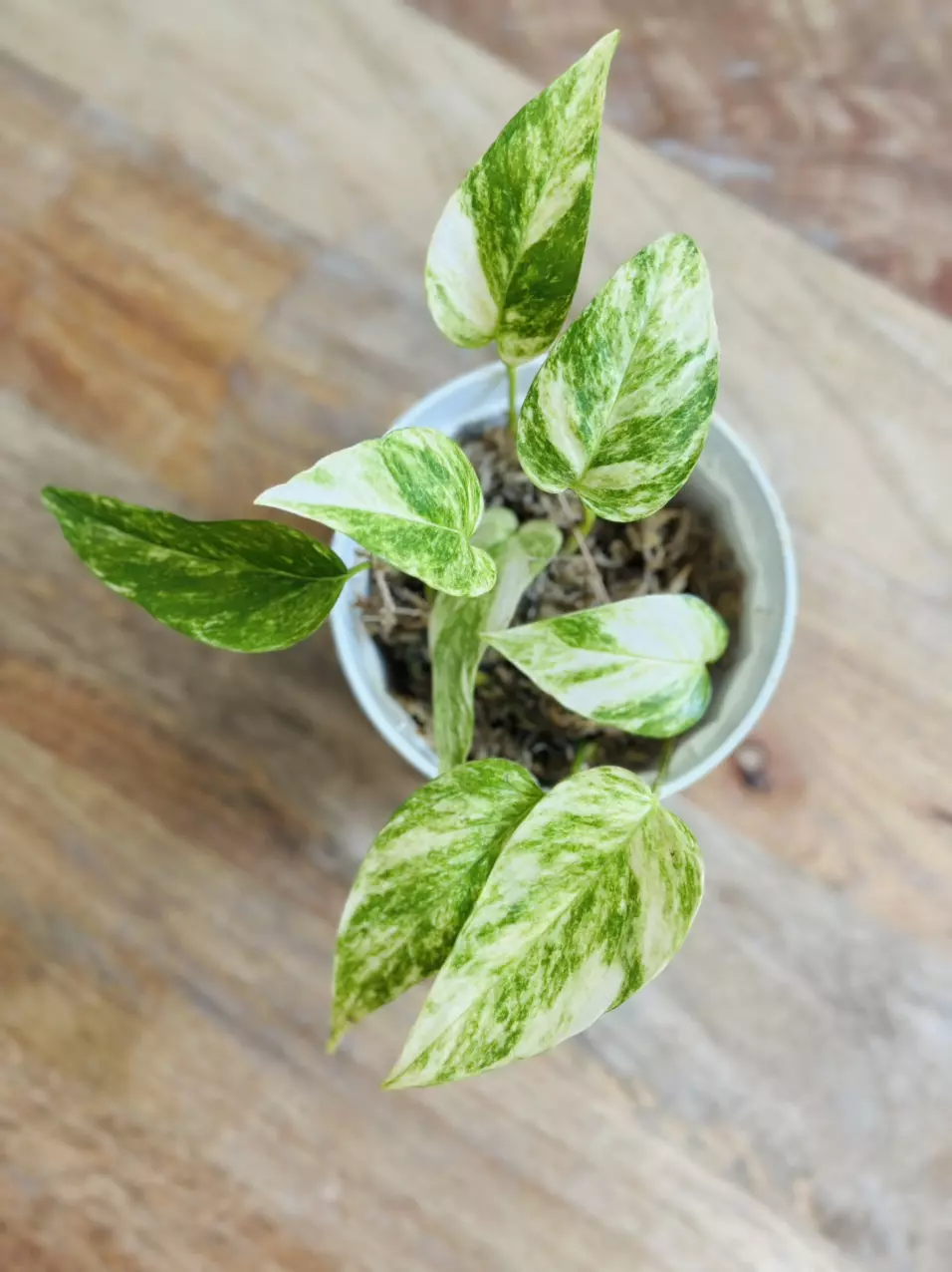 plant/Epipremnum Pinnatum ‘Yellow Flame’-3