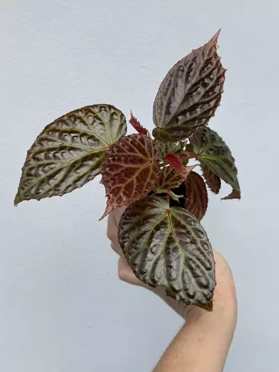plant/MOTHER PLANT: Begonia Dracopelta x Begonia Kapuashuluensis-5-thumbnail