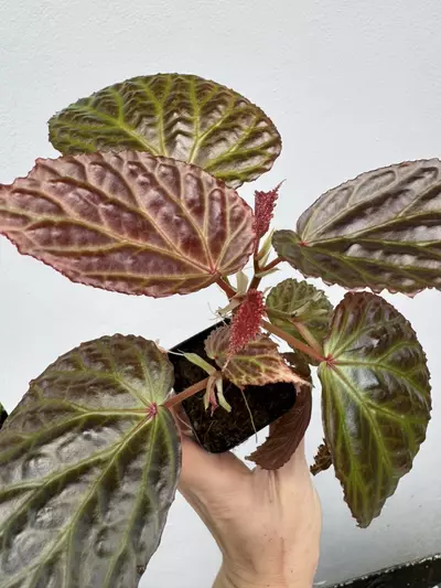 plant/MOTHER PLANT: Begonia Dracopelta x Begonia Kapuashuluensis-7-thumbnail
