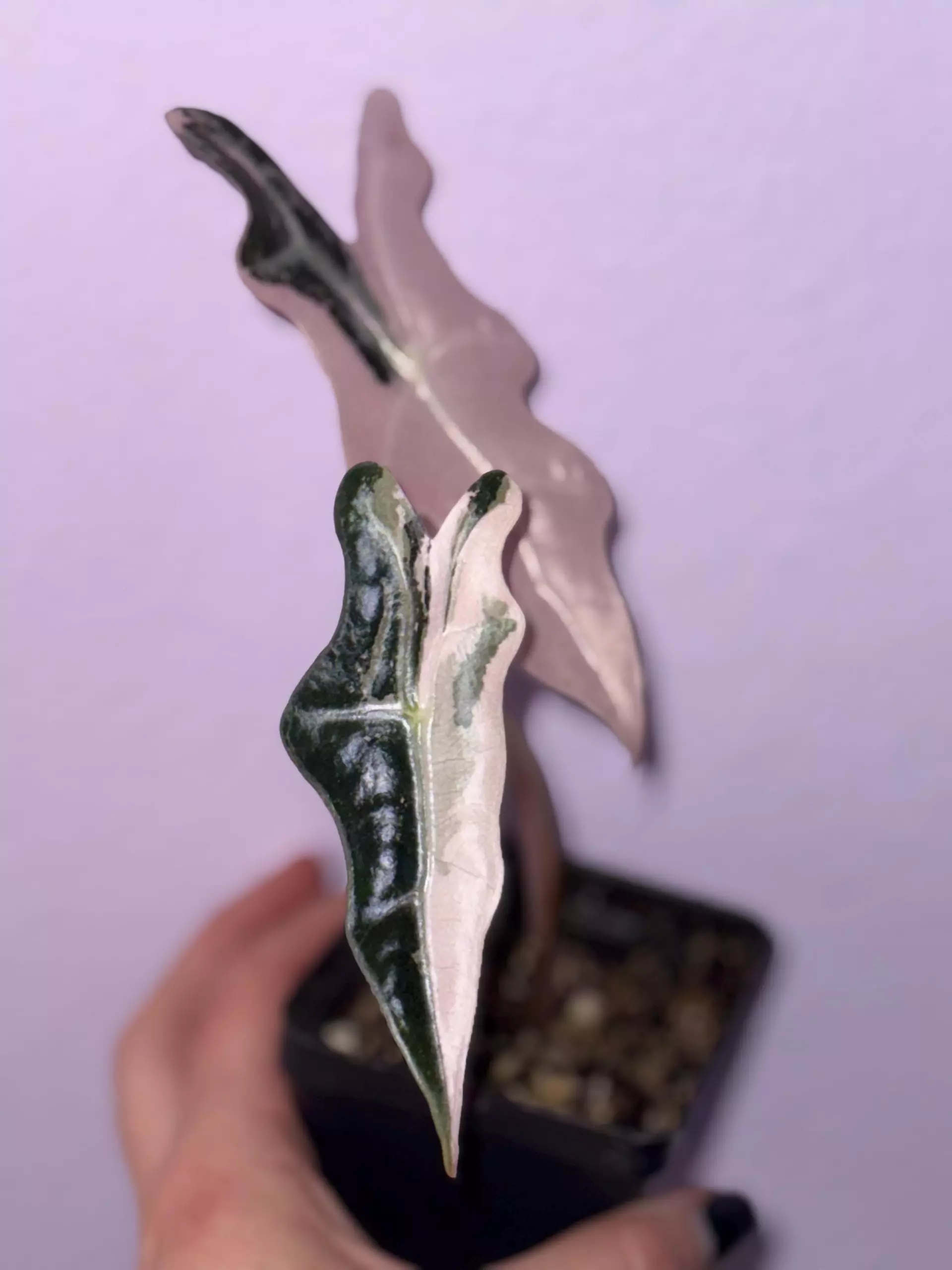 plant/Alocasia Pink Nobilis Rooted and Sprouting Corm-0