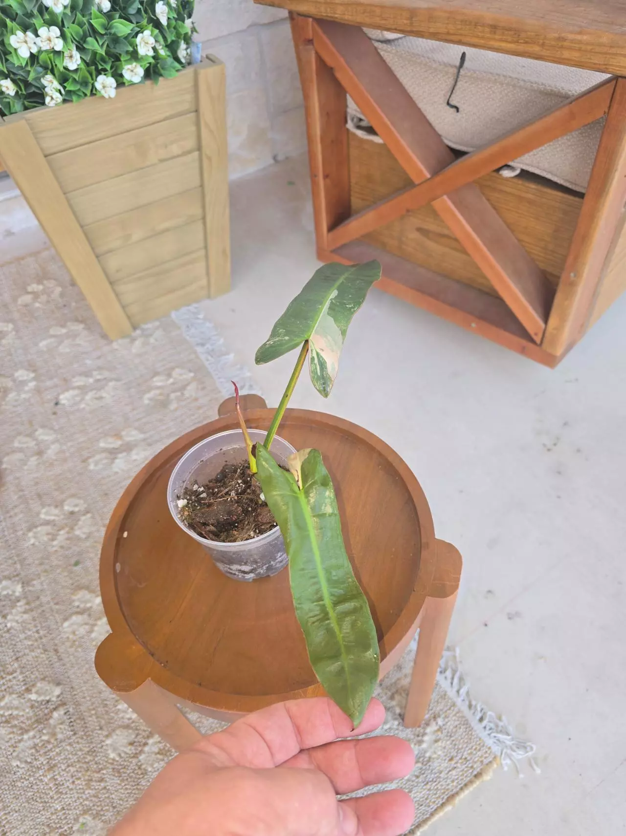 plant/Pink Atabapoense-2