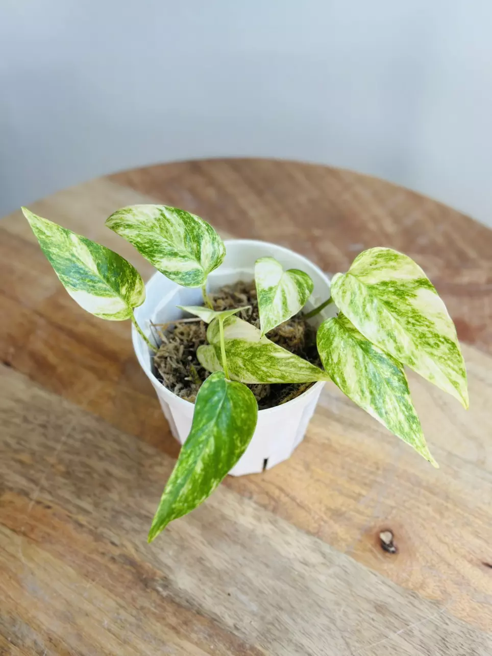 plant/Epipremnum Pinnatum ‘Yellow Flame’-1