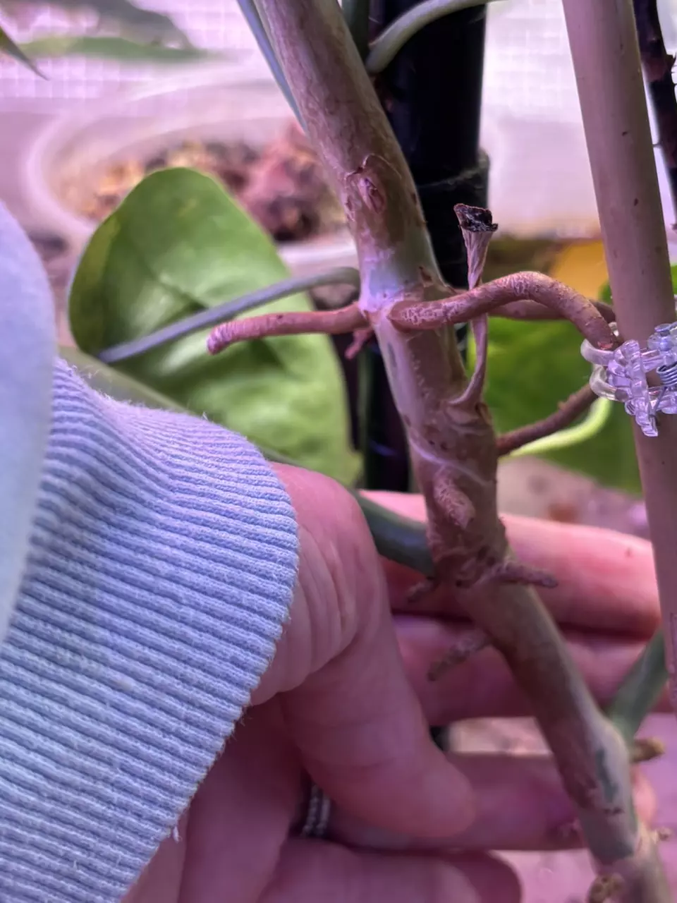 plant/Paraiso Verde mature-3