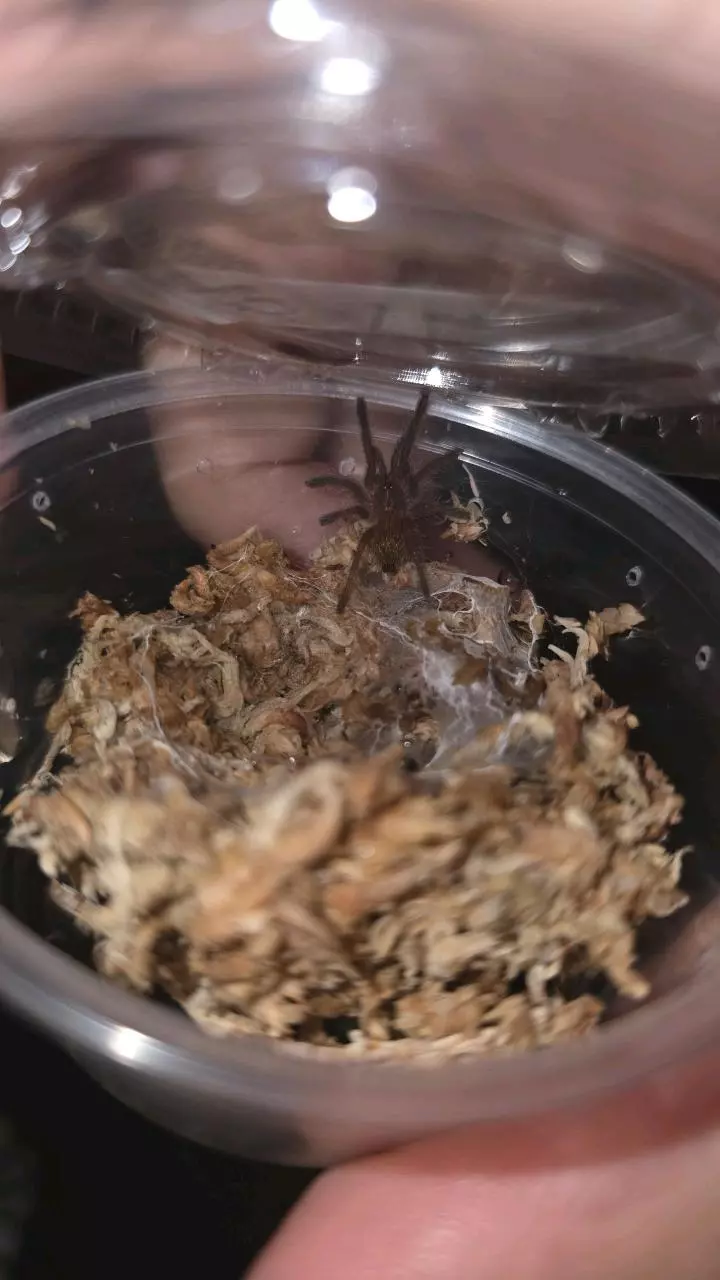 plant/OBT " " (Pterinochilus murinus) 1/2"-0