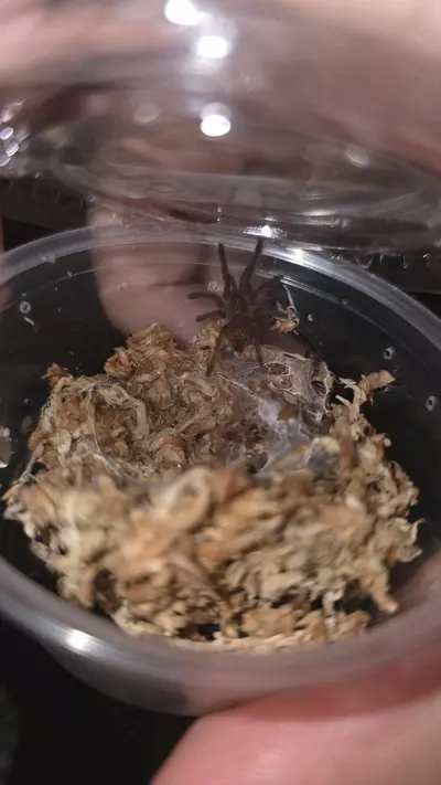 plant/OBT " " (Pterinochilus murinus) 1/2"-0-thumbnail