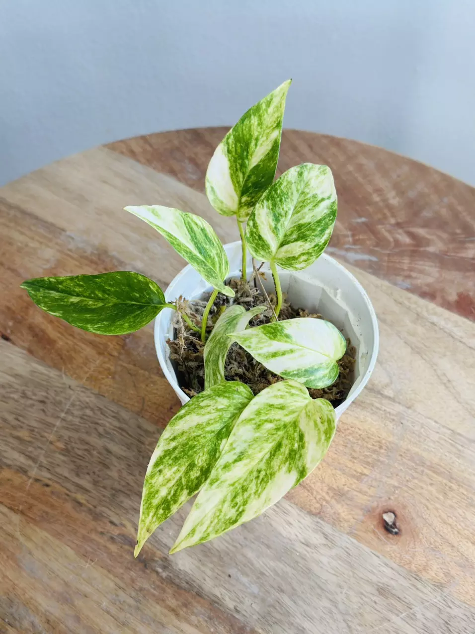 plant/Epipremnum Pinnatum ‘Yellow Flame’-0