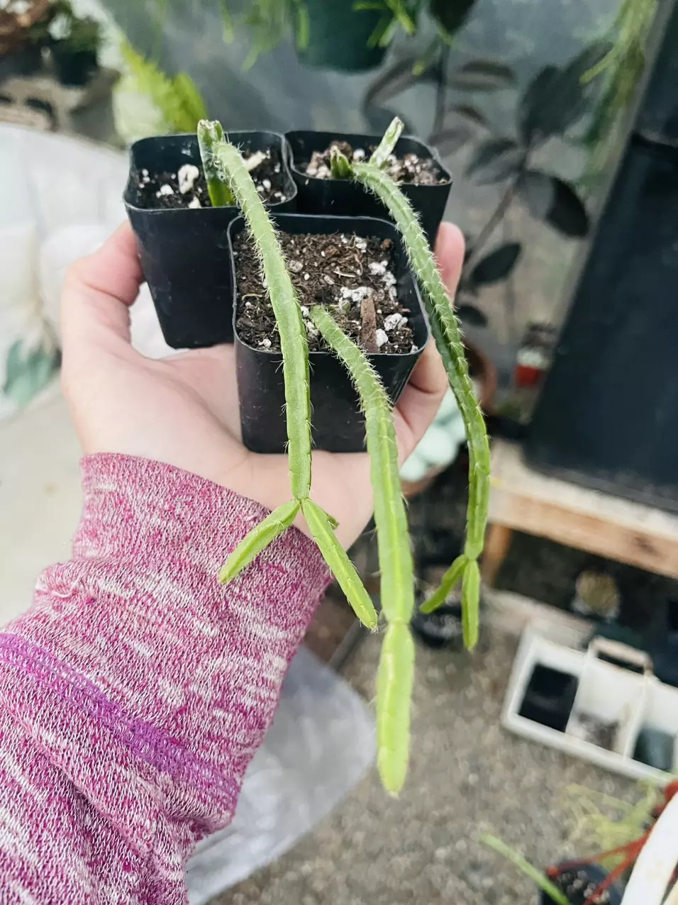 plant/Rhipsalis Micrantha Kirbergii 2”-0
