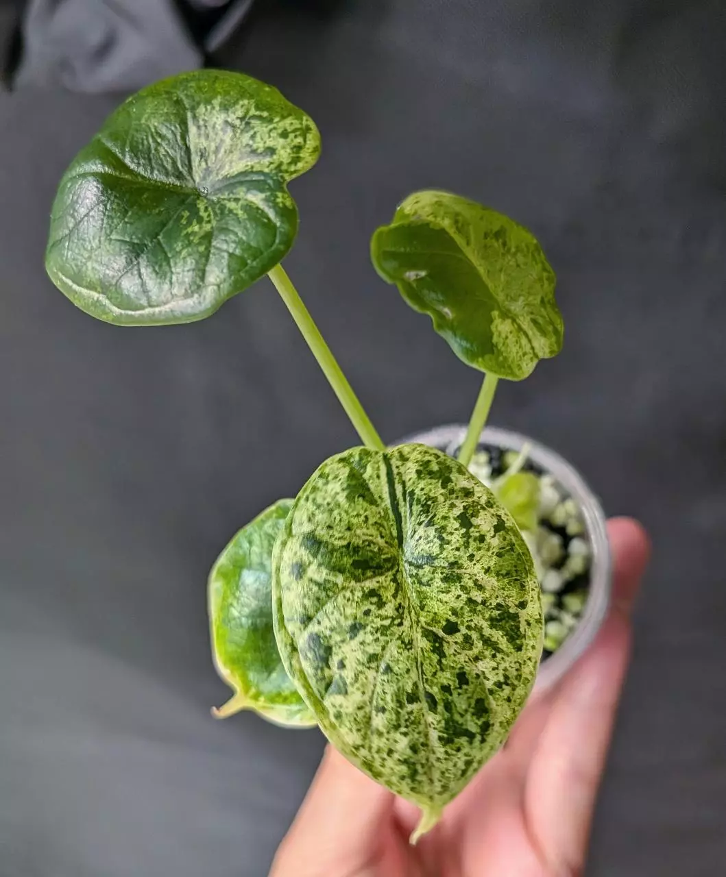 plant/#2050 Alocasia Dragon Scale Mint Small-0