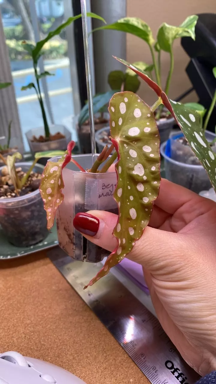 plant/Begonia Maculata pup-0