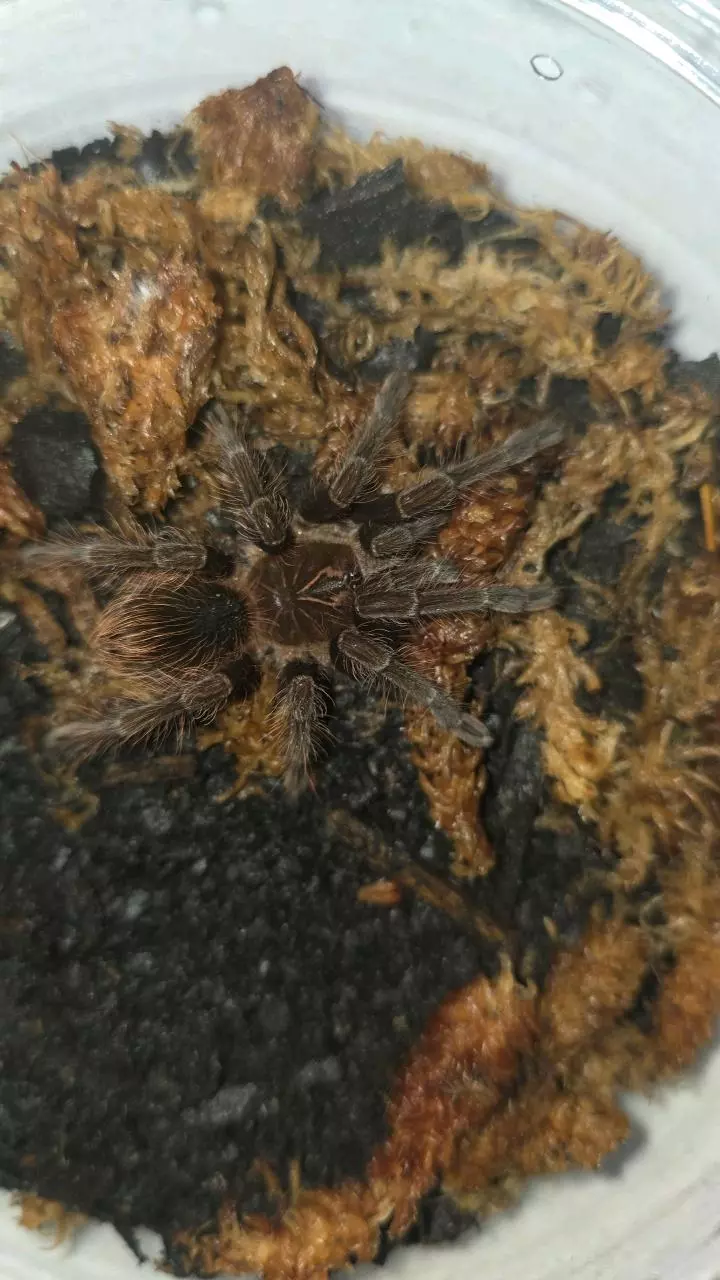 plant/Purple Bloom (Pamphobeteus machala) 3 1/2"+-0