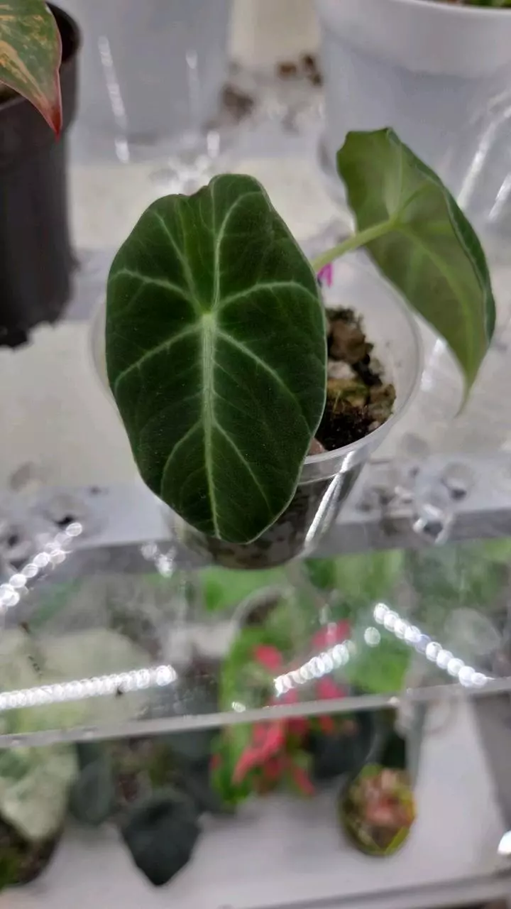 plant/Alocasia Black Velvet Pup-0