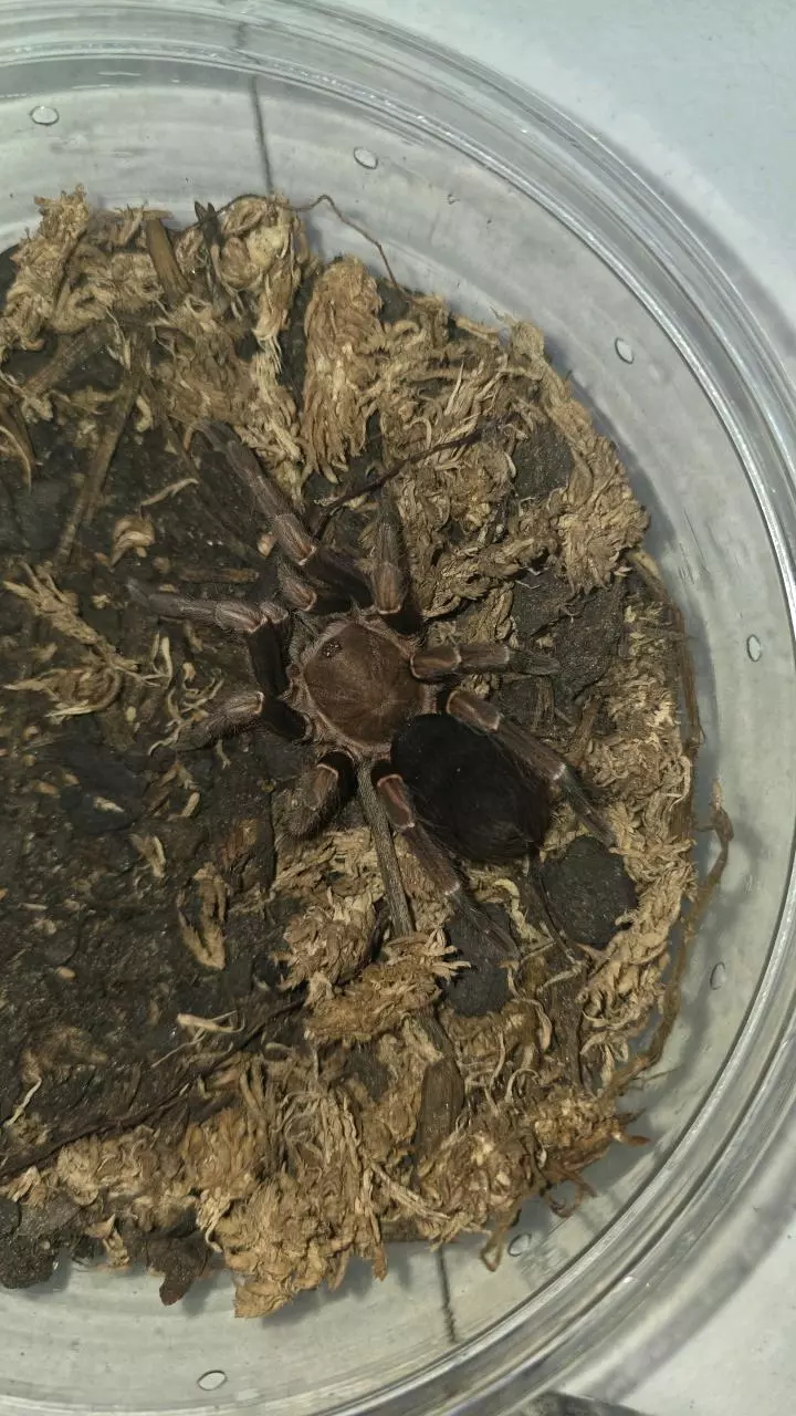 plant/Yellow Banded Birdeater (Cyclosternum Schmardae) 5"-0