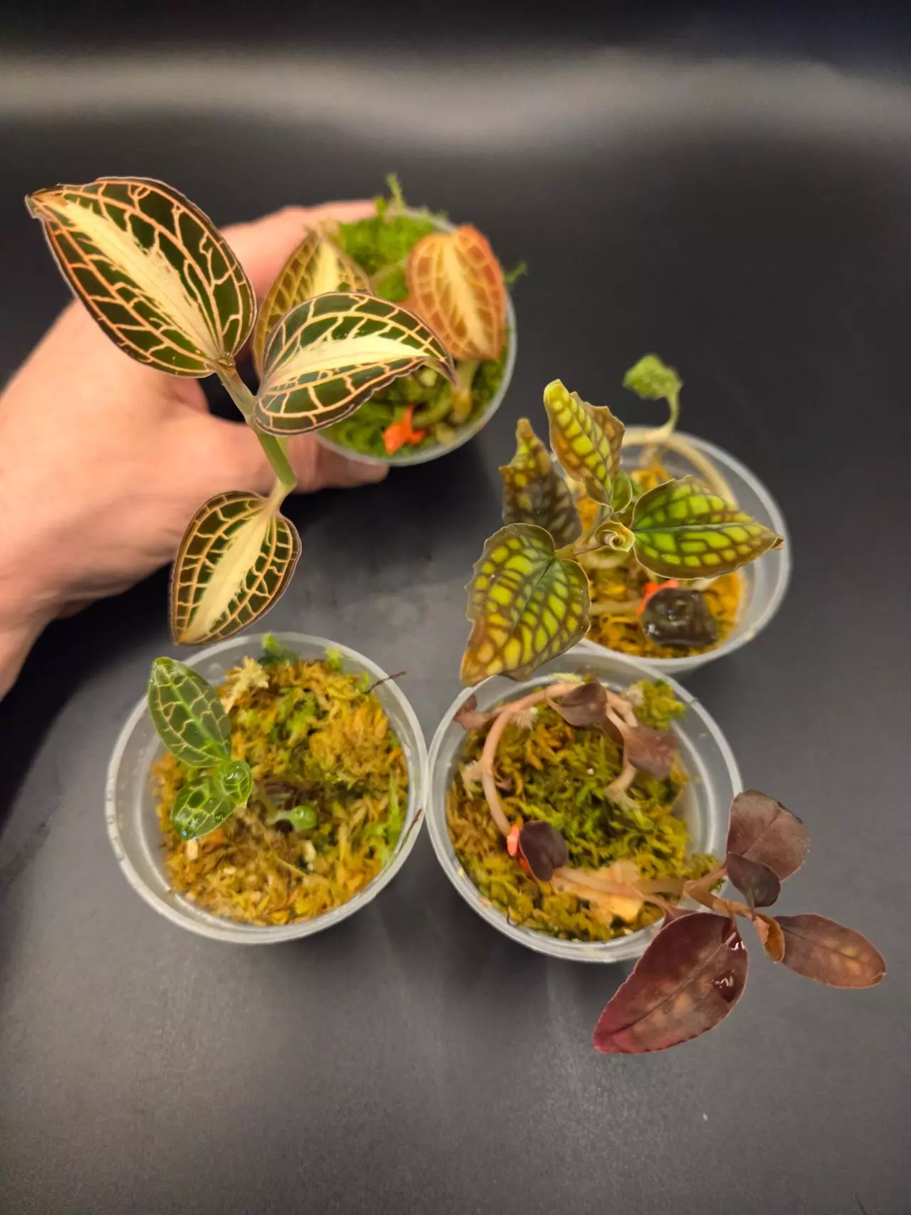 plant/Jewel orchid bundle-0