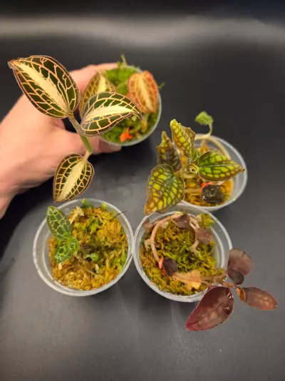 plant/Jewel orchid bundle-0-thumbnail