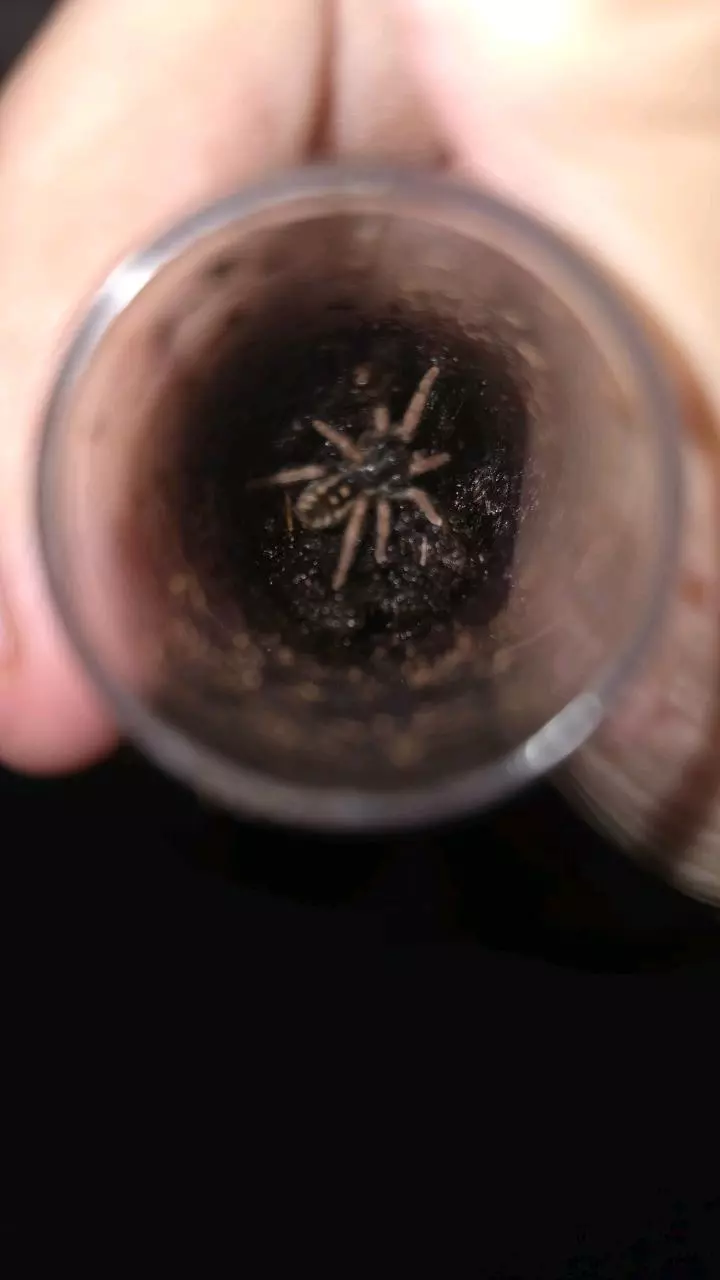 plant/Speckled Patch (Hapalopus vangoghi) 3/4"-0