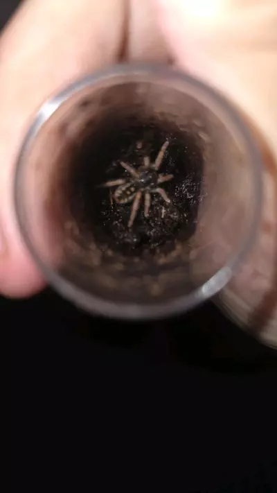 plant/Speckled Patch (Hapalopus vangoghi) 3/4"-0-thumbnail