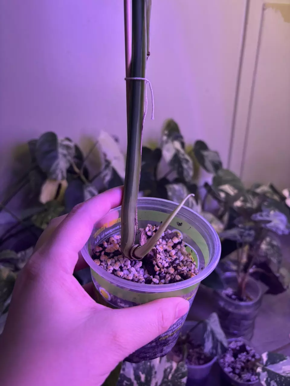 plant/Monstera light lime Cutting-4