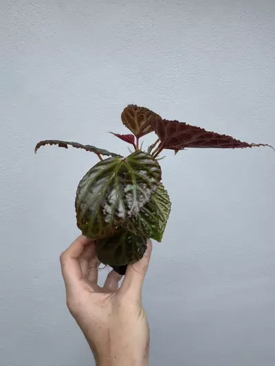 plant/MOTHER PLANT: Begonia Dracopelta x Begonia Kapuashuluensis-3-thumbnail