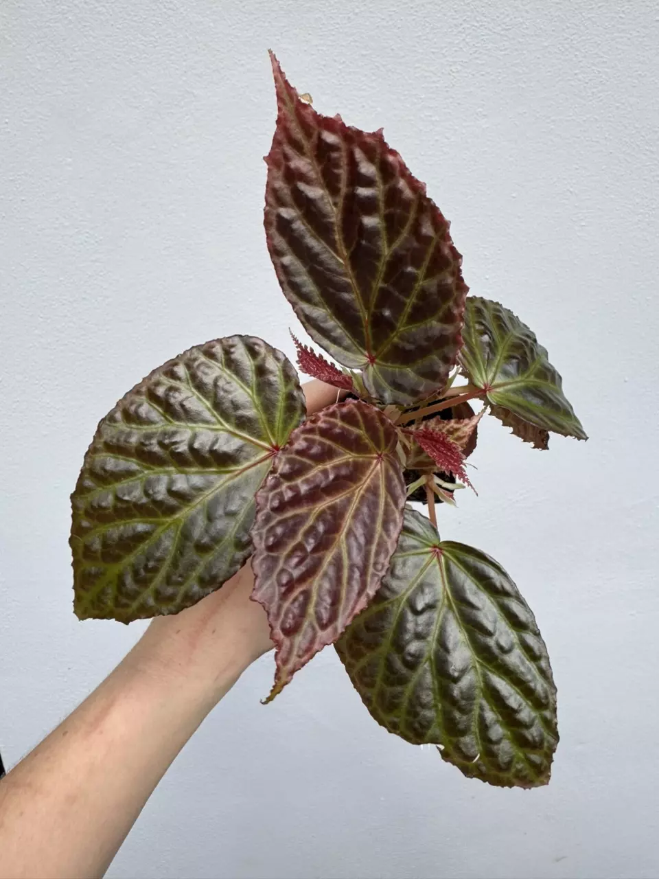 plant/MOTHER PLANT: Begonia Dracopelta x Begonia Kapuashuluensis-0