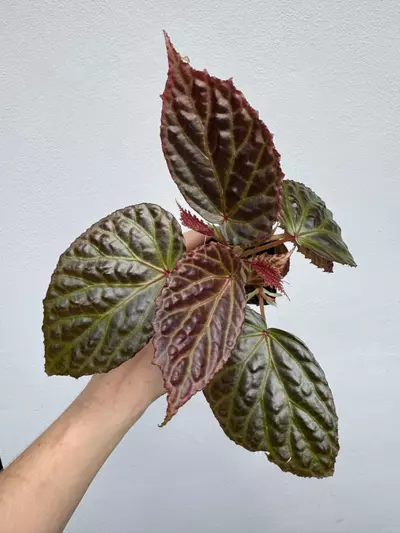 plant/MOTHER PLANT: Begonia Dracopelta x Begonia Kapuashuluensis-0-thumbnail