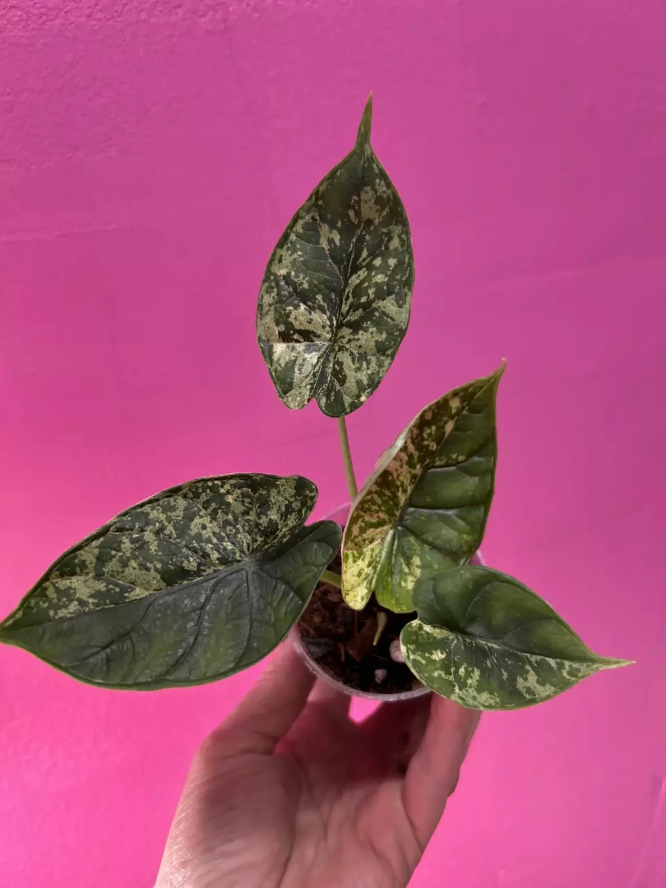 plant/Alocasia dragon scale mint-0