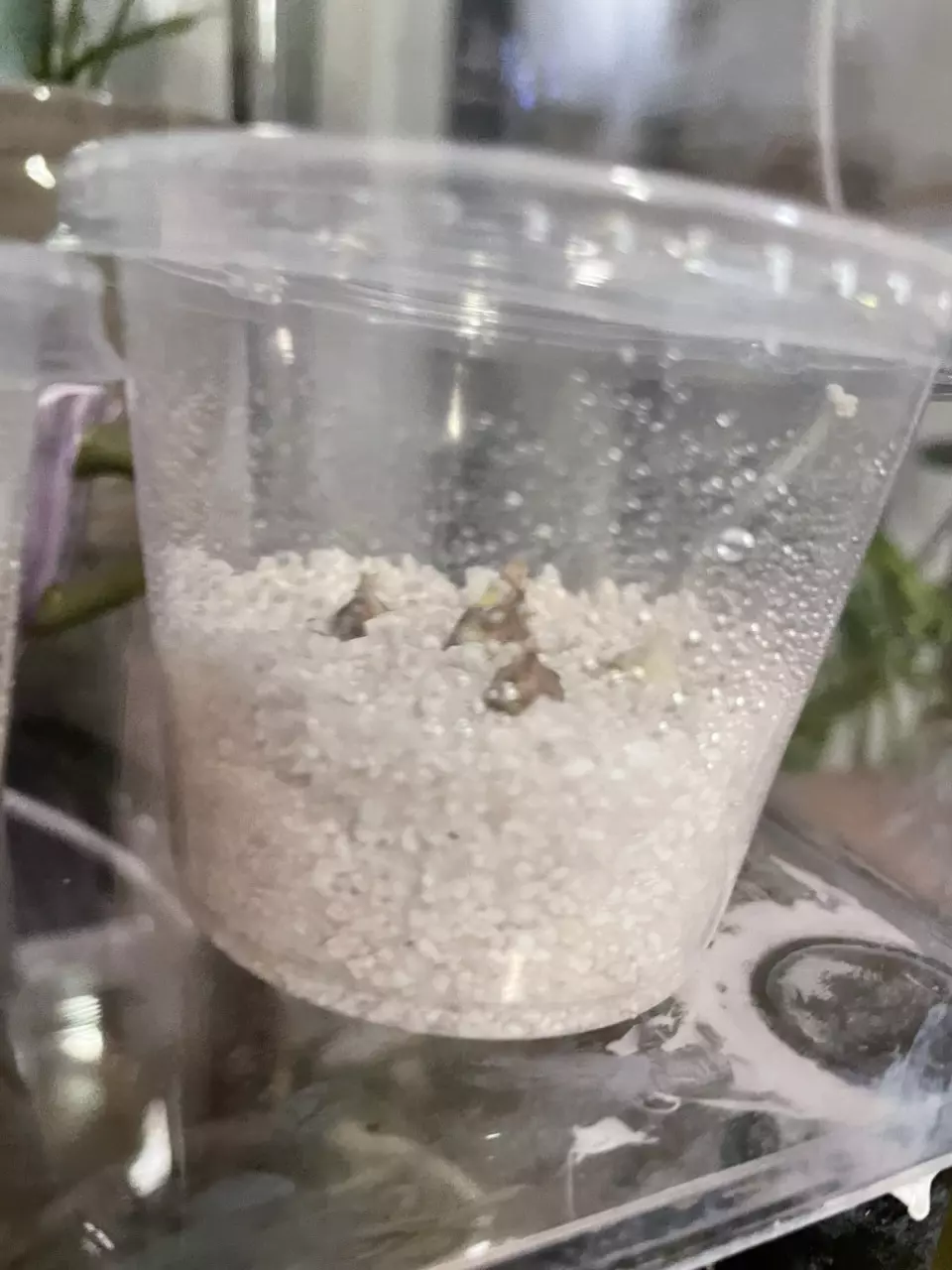 plant/Alocasia Amazonica Dwarf - Corms-0