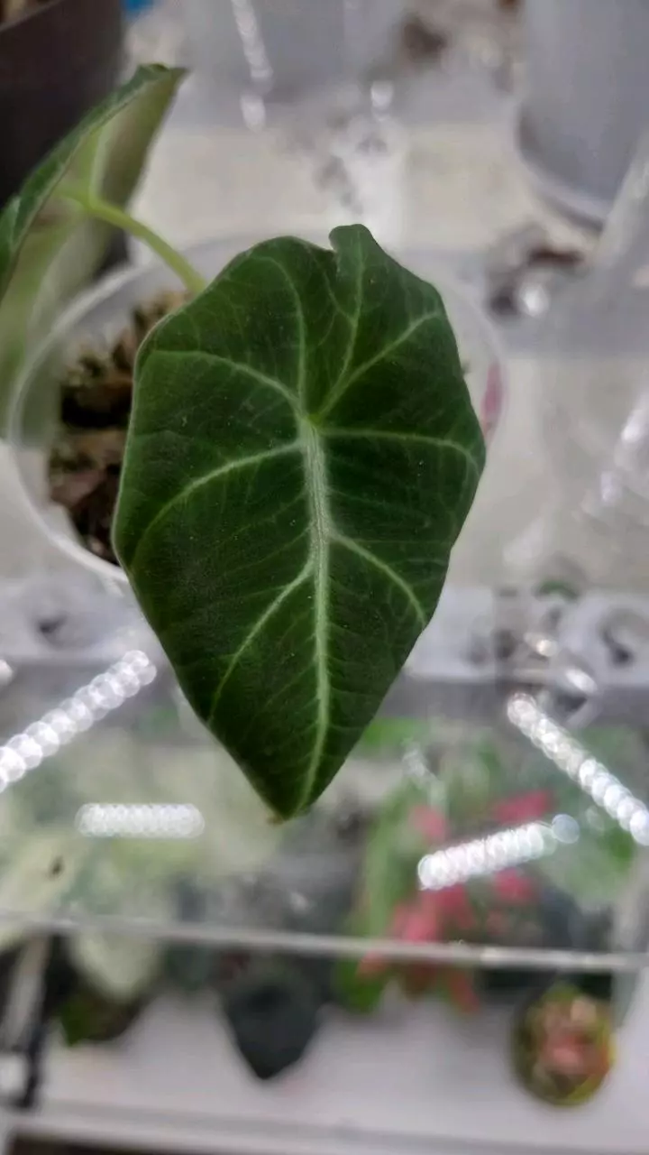 plant/Alocasia Black Velvet Pup-1