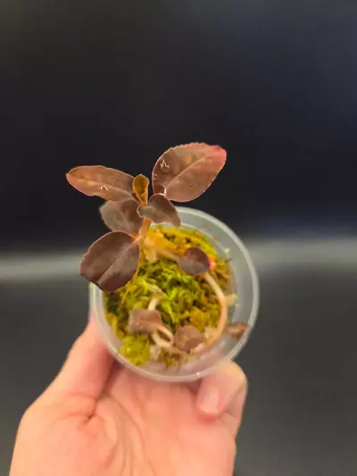 plant/Jewel orchid bundle-1-thumbnail