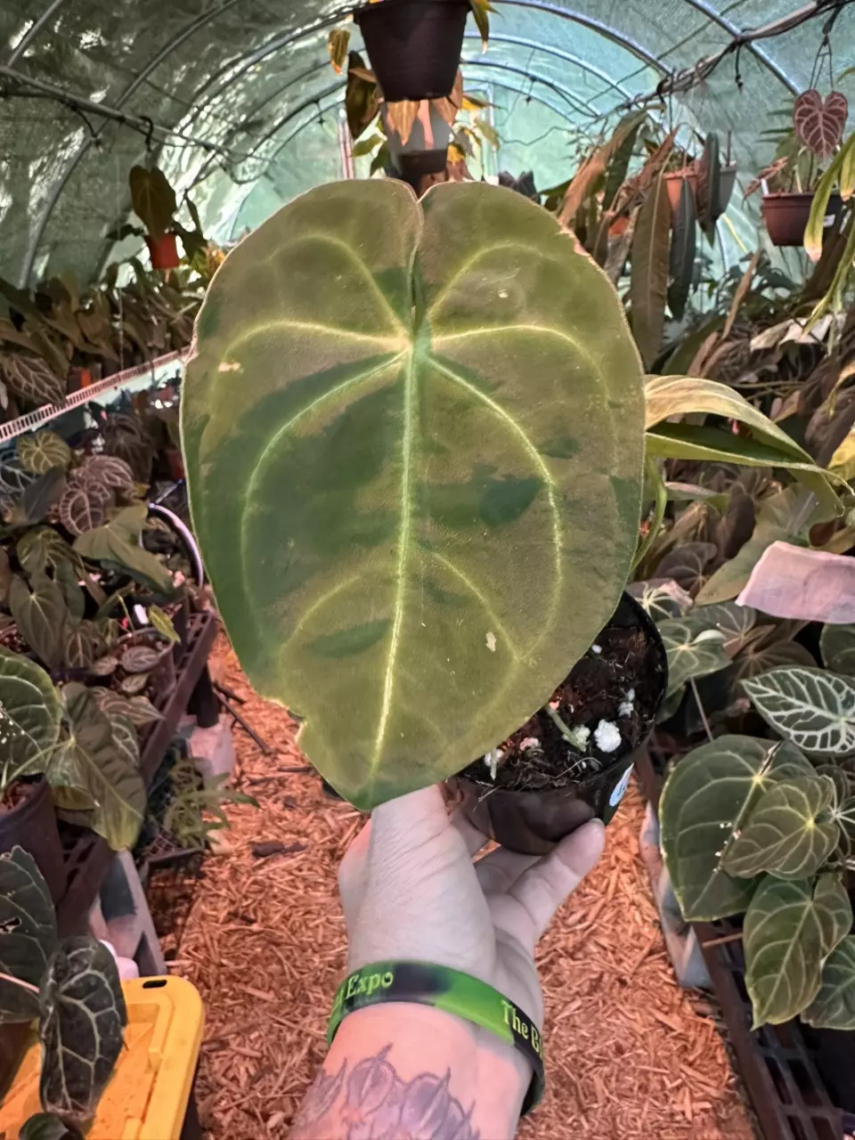 plant/2086- Forgetii x Mag-0