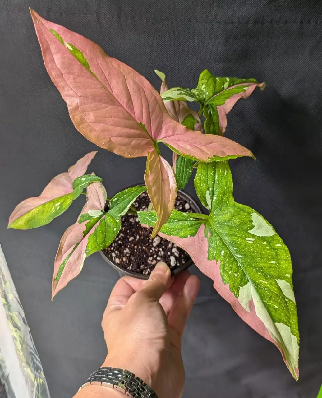 plant/Seller's choice Syngonium Red Spot Tricolor-0