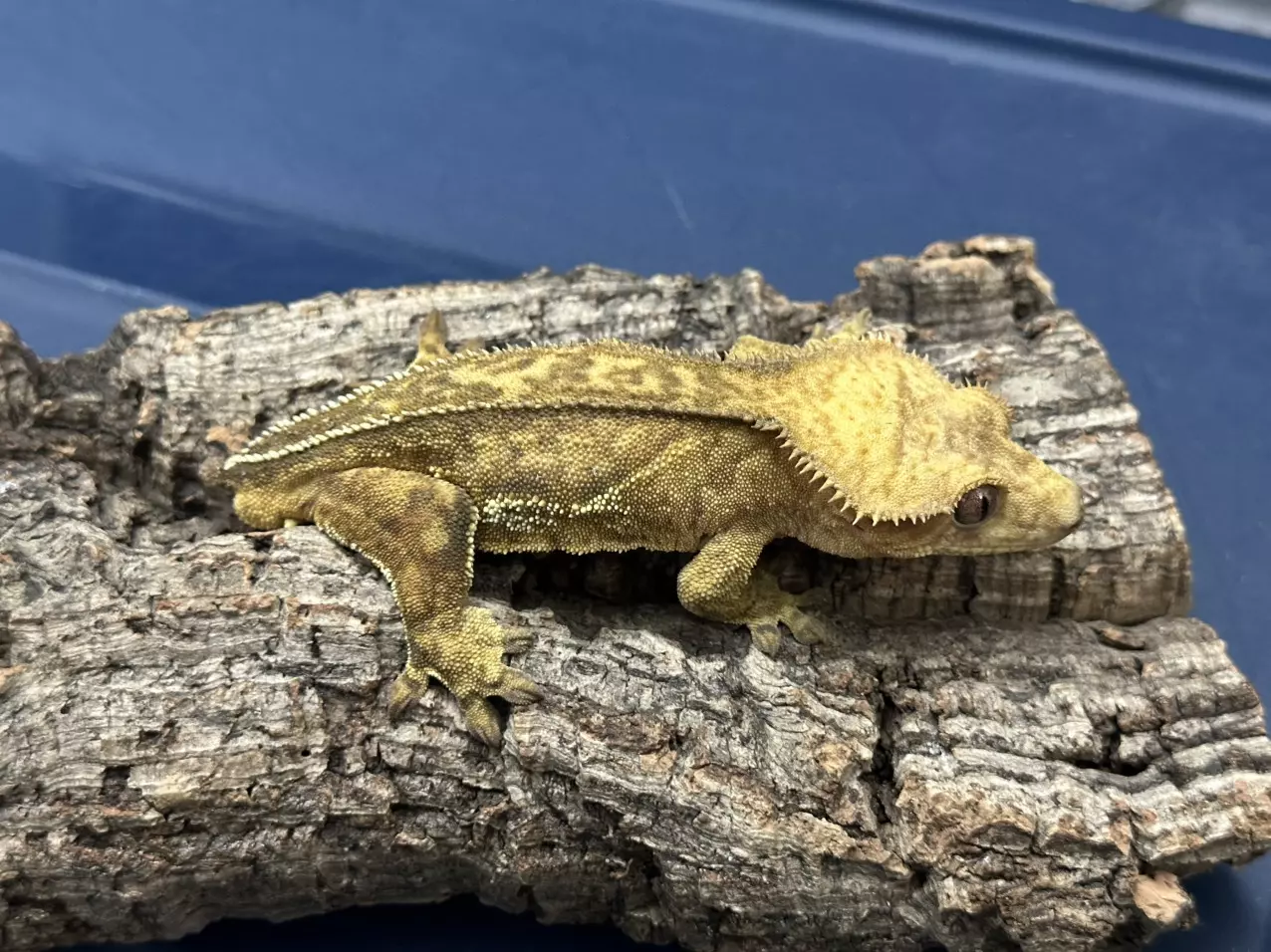 plant/272b 32g Male Yellow phantom pinstripe-1