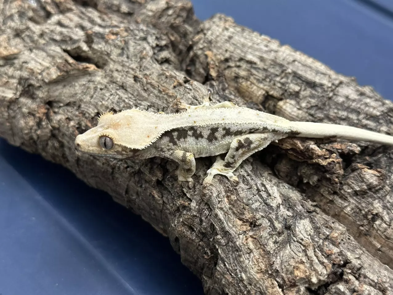 plant/331 9g Male nice Lilly male-1