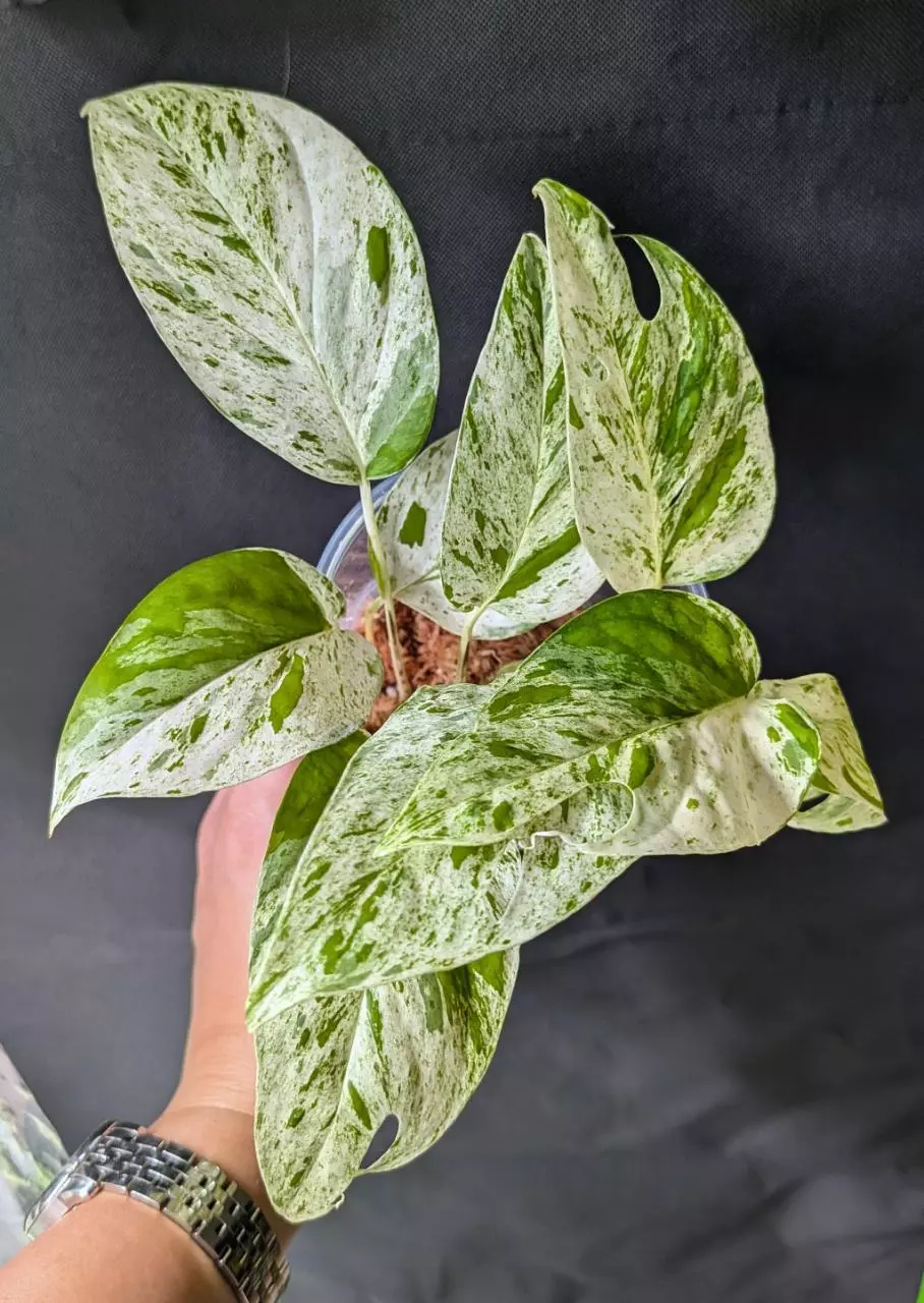 plant/#7002 Epi pinnatum marble-1