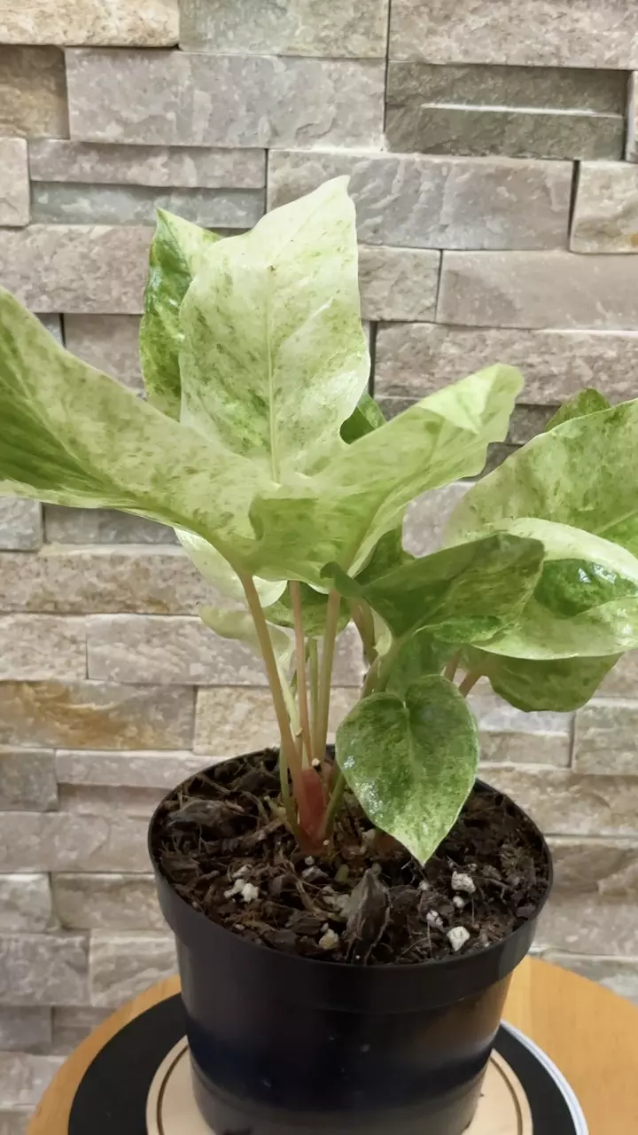 plant/Anthurium Hookeri Variegated.-0