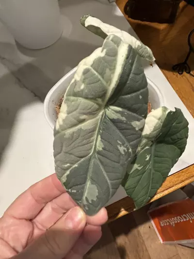 plant/Alocasia Maharani Albo Sprouted Corm-1-thumbnail