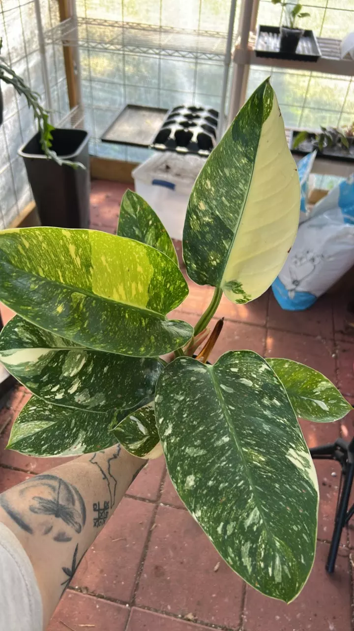 plant/Philo green congo-0