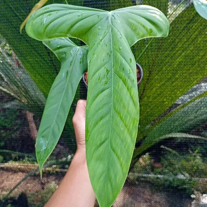 plant/Philodendron Sharoniae San Antonio starter plant growers choice-0
