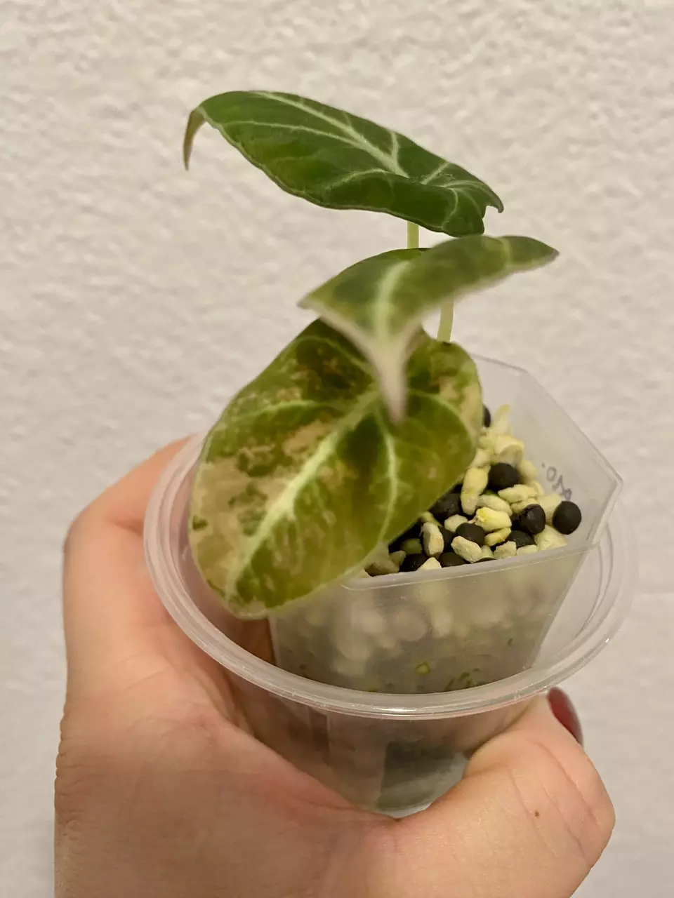 plant/Alocasia Black Velvet Aurea/Gold - 2 in 1-1