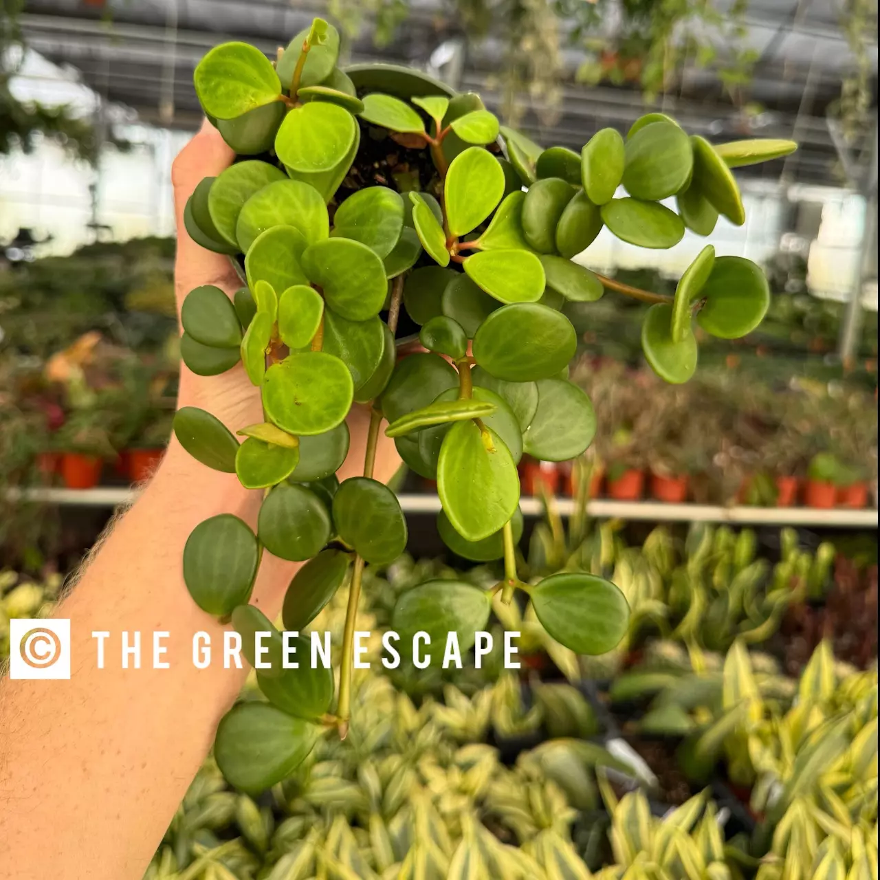 plant/Peperomia hope starter plant growers choice-0