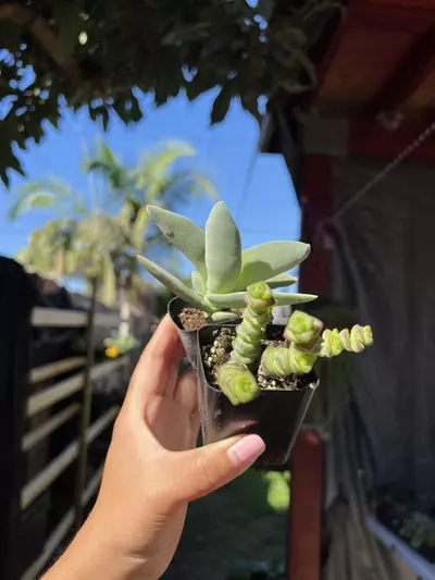 plant/2” Crassula Combo-0-thumbnail