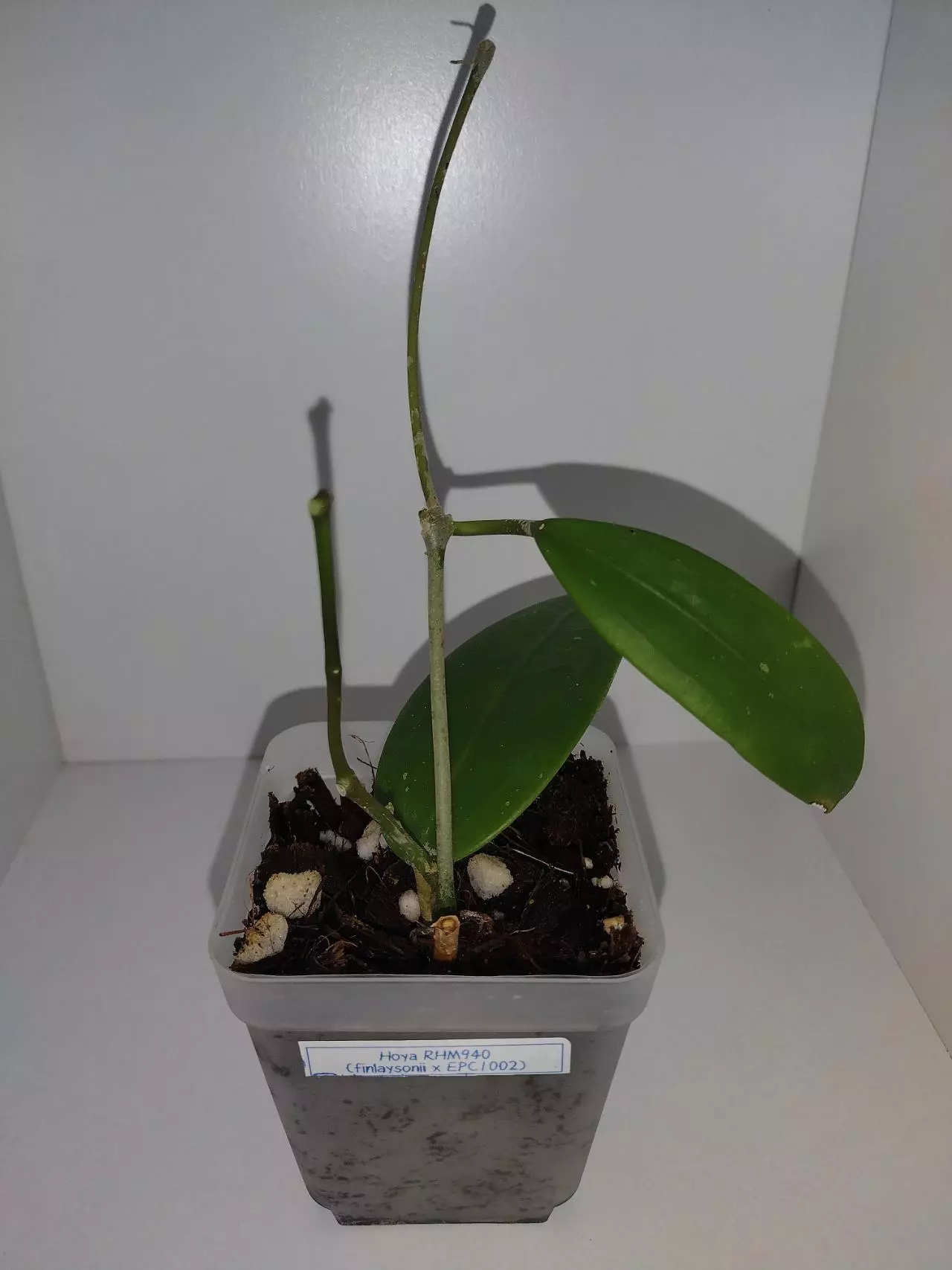 plant/Hoya RHM940-0