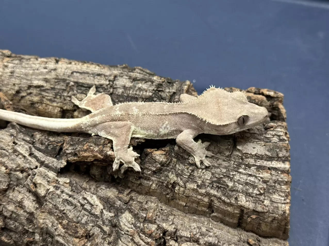 plant/327a 12g Male Pink Phantom Lillywhite-1