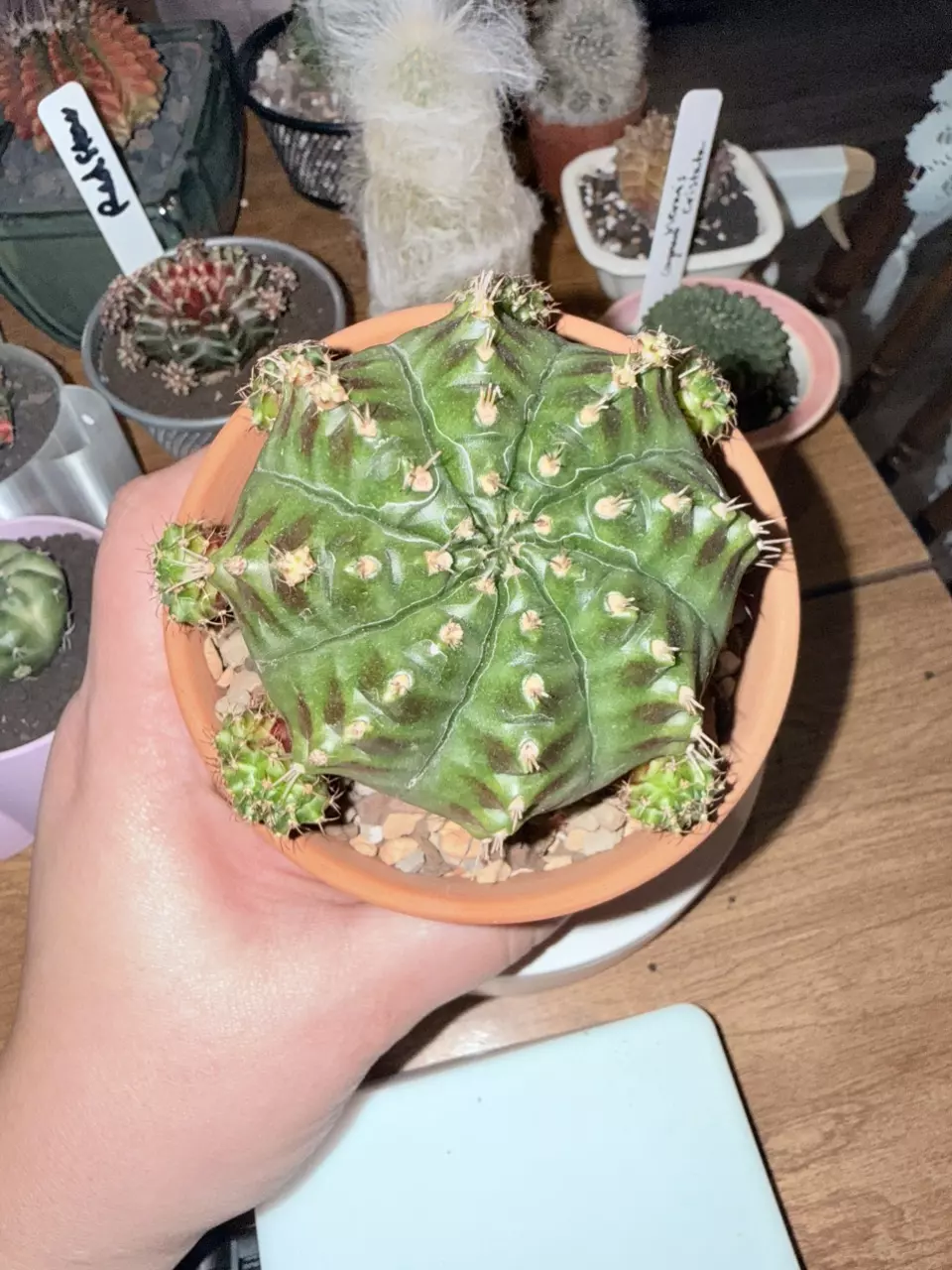 plant/Manta Ray Clone-0