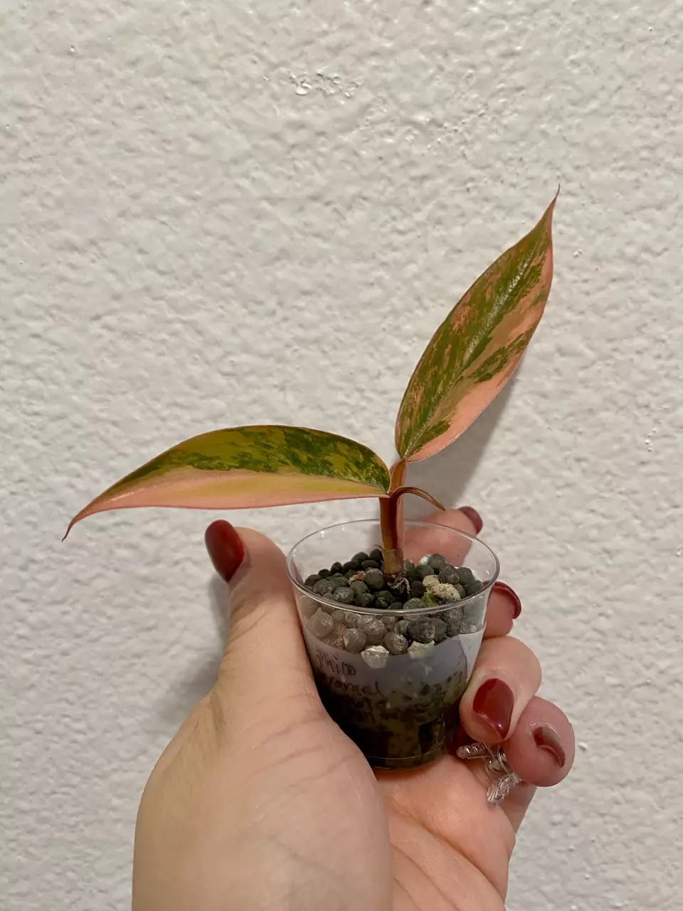 plant/Philodendron Caramel Marble - high color 🔥-0