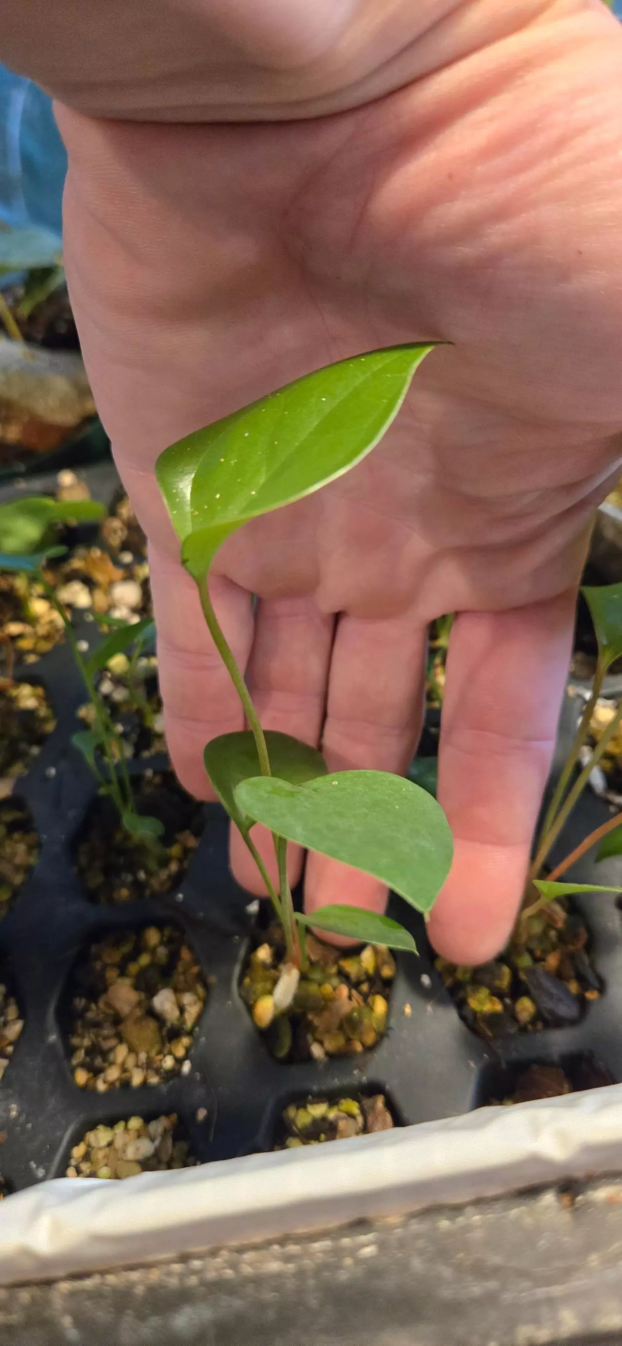 plant/Anthurium berrizobalense (Real species) seedling-4
