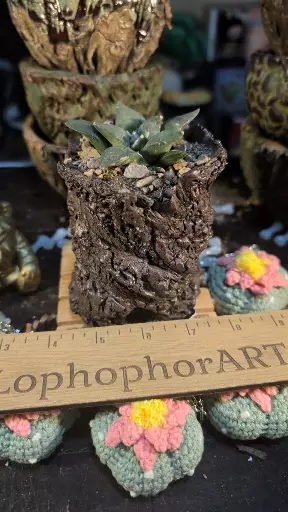 plant/SnC potted  combo - US Seed Grown Retusus-0