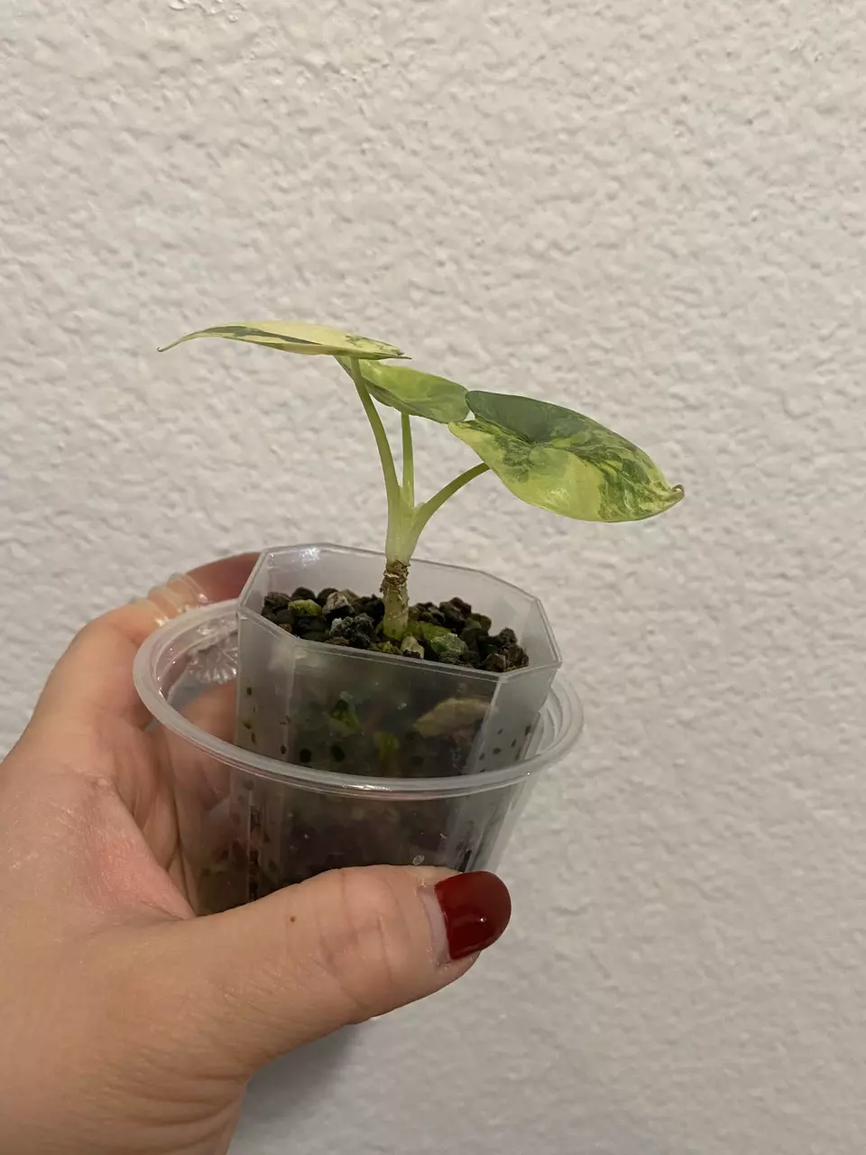 plant/Alocasia Silver Dragon Aurea-1